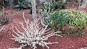 Lily kudu (Pachypodium saundersii), Botanical Gardens, Sydney, Australia