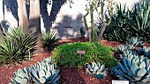 Shrubby stonecrop (Sedum praealtum), Botanical Gardens, Sydney, Australia