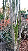 Alluaudia (Alluaudia montagnacii), Botanical Gardens, Sydney, Australia