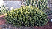 Candelabra spurge (Euphorbia pseudocactus), Botanical Gardens, Sydney, Australia