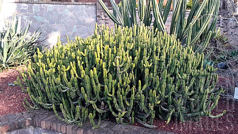 Candelabra_spurge_Euphorbia_pseudocactus_Botanical_Gardens_Sydney_Australia