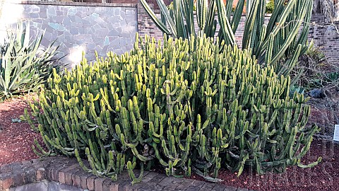 Candelabra_spurge_Euphorbia_pseudocactus_Botanical_Gardens_Sydney_Australia