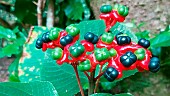 Buchanans Pagodaflower (Clerodendrum buchananii) fruits, New Caledonia