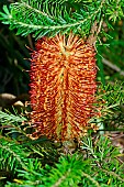 Hairpin banksia (Banksia spinulosa), Botanical Gardens, Sydney, Australia