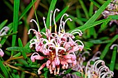 Pink spider flower (Grevillea sericea), Botanical Gardens, Sydney, Australia