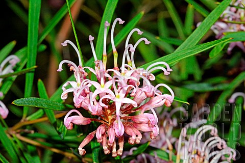 Pink_spider_flower_Grevillea_sericea_Botanical_Gardens_Sydney_Australia