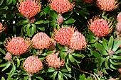 Pincushion (Leucospermum cuneiforme), Botanical Gardens, Sydney, Australia