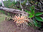 Grevillea (Grevillea exul) flowers, Koghi, New Caledonia