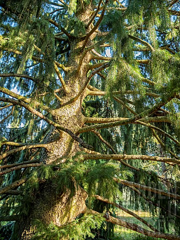 Doedar_Cedar_Cedrus_deodara_Aurea