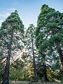Redwood, Sequoia sempervirens Red Wood