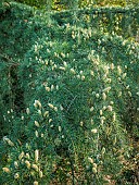 Doedar Cedar, Cedrus deodara Robusta