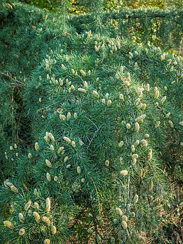 Doedar_Cedar_Cedrus_deodara_Robusta