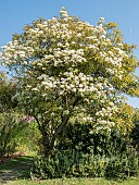 Japanese Photinia, Photinia glabra, in bloom