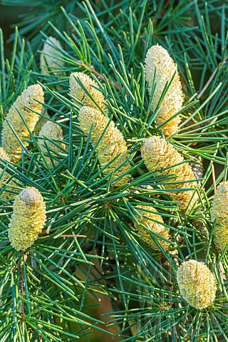 Doedar_Cedar_Cedrus_deodara_Robusta