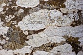 Beech bark covered with a mosaic of typical crustacean lichens, mainly Lecanora (chlarotera ?) with white thallus and small apothecia, and Lecidella (elaeochroma ?), PNR du Vercors, France