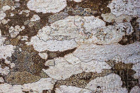 Beech_bark_covered_with_a_mosaic_of_typical_crustacean_lichens_mainly_Lecanora_chlarotera__with_whit