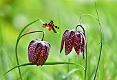 Common Fritillary (Fritillaria meleagris) with Checkered Beetle (Trichodes alvearius) in flight, Pays de Loire, France