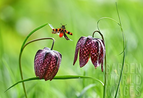 Common_Fritillary_Fritillaria_meleagris_with_Checkered_Beetle_Trichodes_alvearius_in_flight_Pays_de_