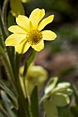 Yellow poppy (Meconopsis integrifolia), flower, Lautaret Botanical Garden, Alps, France