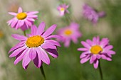 Painted Daisy (Tanacetum coccineum) flowers, Botanical Garden of Lautaret, Alps, France