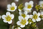 Prosts Saxifrage (Saxifraga pedemontana prostii), endemic to the Cévennes, France