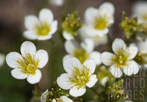 Prosts_Saxifrage_Saxifraga_pedemontana_prostii_endemic_to_the_Cvennes_France