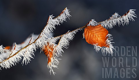 Frosted_branch_of_Common_Beech_Fagus_silvatica_Vosges_du_Nord_Regional_Nature_Park_France
