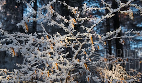 Frosted_branches_of_Common_Beech_Fagus_silvatica_Vosges_du_Nord_Regional_Nature_Park_France