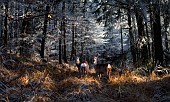 Roe deer (Capreolus capreolus) in a frosted forest, Vosges du Nord Regional Nature Park, France