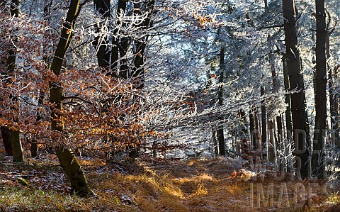 Frosted_autumn_forest_Vosges_du_Nord_Regional_Nature_Park_France