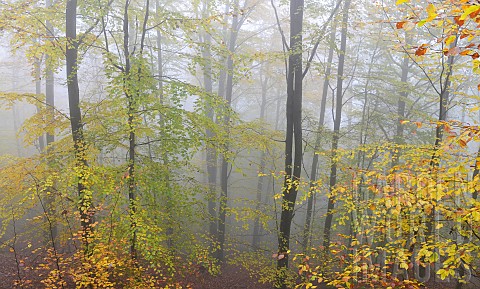 Forest_in_autumn_fog_Vosges_du_Nord_Regional_Nature_Park_France
