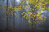 Forest in autumn fog, Vosges du Nord Regional Nature Park, France