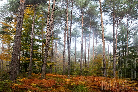 Mixed_forest_Beech_Pine_Spruce_in_autumn_Vosges_du_Nord_Regional_Nature_Park_France