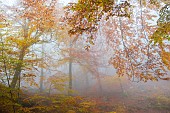 Autumn beech forest in the fog, Vosges du Nord Regional Nature Park, France