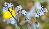 Field forget-me-not (Myosotis arvensis), Mont Ventoux, Provence, France