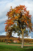 Pear tree in autumn in the Northern Vosges, Niederbronn-Les-Bains, Northern Vosges Regional Nature Park, France