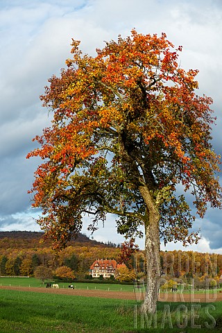 Pear_tree_in_autumn_in_the_Northern_Vosges_NiederbronnLesBains_Northern_Vosges_Regional_Nature_Park_