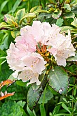 Rhododendron Mrs Charles Pearson, flowers