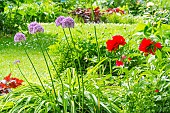 Ornamental Onion, Allium Globemaster with Chinese peony, Paeonia lactifolra Carina,