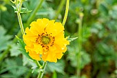 Geum chiloense ?Lady Stratheden?, flower