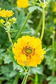 Geum chiloense ?Lady Stratheden?, flower