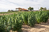 Hemp field for CBD (cannabidiol) production 15 days before the harvest of the hemp heads, Montagny, France.