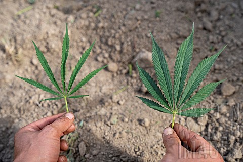 CBD_cannabidiol_producer_or_cannabiculturist_in_his_field_showing_two_leaves_of_Sativa_hemp_with_dif