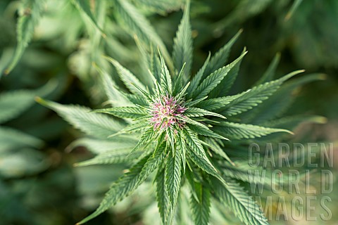 Flowering_hemp_in_a_field_for_CBD_cannabidiol_production_15_days_before_harvest_Montagny_France