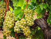 Bunches of grapes hanging on rrape vines growing in the Overberg, Western Cape, South Africa.