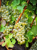 Bunches of grapes hanging on rrape vines growing in the Overberg, Western Cape, South Africa.