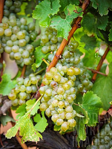 Bunches_of_grapes_hanging_on_rrape_vines_growing_in_the_Overberg_Western_Cape_South_Africa