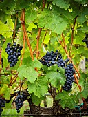 Bunches of grapes hanging on rrape vines growing in the Overberg, Western Cape, South Africa.