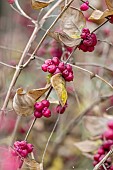 Coralberry (Symphoricarpos orbiculatus) in winter