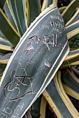 Century plant (Agave americana Marginata) scarred by graffiti vandalism